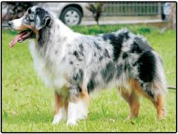 Find the perfect puppy for you! Australian Shepherd Puppies And Dogs For Sale Jelena Dogshows