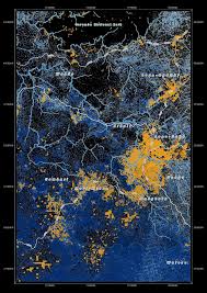 Image result for Eggelingia ligulifolia