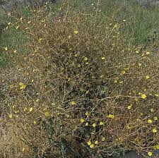 Image result for Lactuca glandulifera