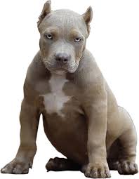 Unfortunately, american bullies are some of the worst bred dogs today. Mvp Bullies West Coast 1 Breeder Of Xl American Bullies
