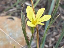 Image result for Moraea verdickii