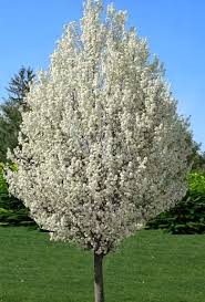 The chanticleer pear was first discovered during the 1950s on the streets in cleveland, ohio, and according to invasive's invasive and exotic trees list, states now dealing with escaped invasive. Spring Flowering Trees Pretty In Pink And White Flowering Pear Tree Spring Flowering Trees White Flowering Trees