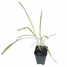 Image result for Cymbopogon nardus