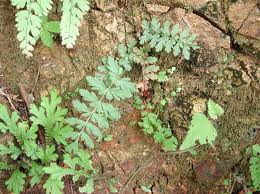 Image result for Anemiaceae