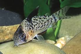 Black And White Spotted Catfish Picture Of Assorted Spotted Corydoras Reg Corydoras Spp Aquarium Catfish Aquarium Fish Cory Catfish