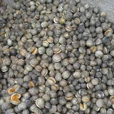 Image result for Voacanga africana