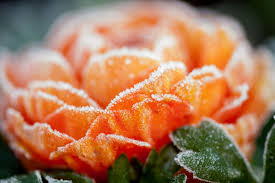 How to save fruit tree blossoms and fruit from a late freeze. How To Protect Garden Plants From Cold Weather And Frost