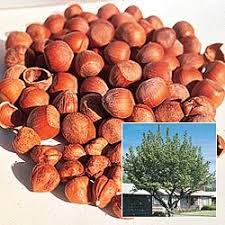 American Hazelnut Tree Hazelnut Tree Planting Bulbs Fruit Trees