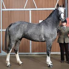 Ballineen Blue Mountain Rid Horses Horse Breeds Irish Sport Horse