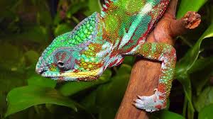 Image result for Chamaecrista gracilior