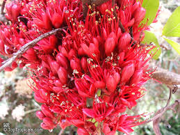 Image result for Schotia brachypetala