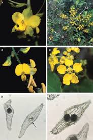 Image result for Eulophia arenicola