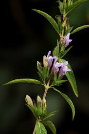 Image result for Hygrophila spiciformis