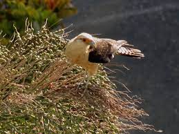 Check spelling or type a new query. Isidro Nando Pestana No Twitter Gavilan Caricari Sabanero Bird Avesdevenezuela Chiguare Milvago Chimachima