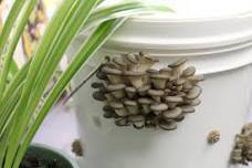 Mushroom Cultivation Workshop- Big Grove Brewpub