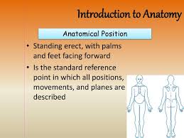Check spelling or type a new query. Ppt Anatomical Position Powerpoint Presentation Free Download Id 2185193