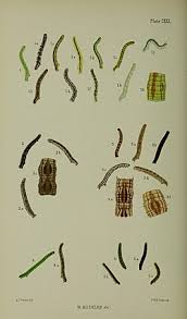 Image result for Eupithecia subumbrata