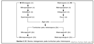 Tumbuhan lumut menjadi jejak evolusi jenis tumbuhan yang masih sangat sederhana. Bagan Metagenesis Tumbuhan Paku Biologi Sejati