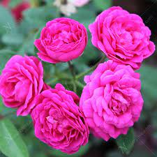 Pin On Flowers