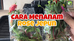 Een bedrijf dat zijn kernwaarden bunga ros jepun online datando, zal onzekerheid uitstralen. Cara Menanam Bunga Ros Jepun Bunga Krokot Moss Rose Purslane Youtube