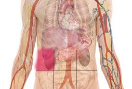 Abdominal Pain Map And Guide