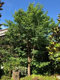 Image result for Chionanthus