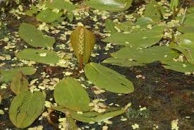 Image result for Potamogetonaceae
