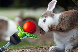 There are a lot of plants that are poisonous. Can Rabbits Eat Tomatoes Fruit Rabbits Can Eat
