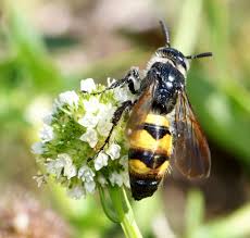 Image result for Diclis