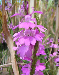 Image result for Striga aspera