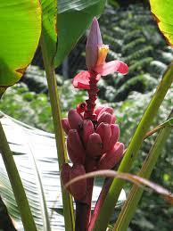 Image result for Musa sp. (Ornamental bananas)