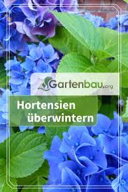 Hortensien A Berwintern Frostschutz Schneidetipps In 2020 Hortensien Pflanzen Hortensien Winterhart