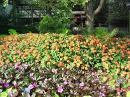 Plants will eventually rot to the soil line and must be removed and discarded. Impatiens Walleriana Fanfare Orange Trailing Fanfare Orange Trailing Picture Detail