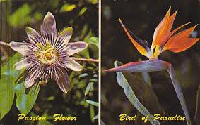 I have nothing but great things to say about isabel. Passion Flower And Bird Of Paradise Florida Tropical Plants Hippostcard