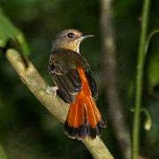 Maybe you would like to learn more about one of these? Flora Dan Fauna Nusa Tenggara Timur The Colour Of Indonesia