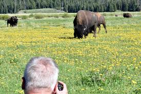 Bison Flips Grandpa: Yellowstone Attack Goes Viral – What Tourists Must Know About Wildlife Safety