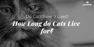 1,2 as with any cancer, the earlier it is diagnosed and treated, the better the chances that treatment. How Long Do Cats Live What Is The Average Cat Lifespan Veterinarians Org