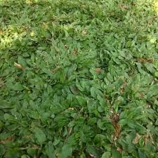 Hal ini diakarenakan tanaman ini mampu karena mampu memberikan kesan asri yang dipancarkan oleh tampilannya. Benih Rumput Gajah Mini Bibit Rumput Gajah Mini Shopee Indonesia