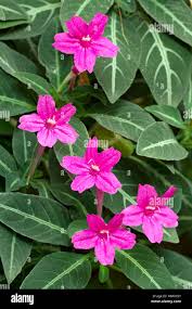Image result for Ruellia makoyana