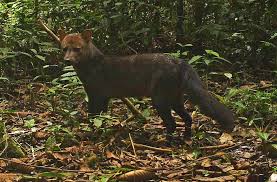 Amazon Short Eared Dog Wild Dogs Nature Animals Animals Beautiful