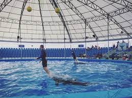 Pattaya Dolphinarium โชว์โลมาและแมวน้ำแสนรู้ ที่เที่ยวใหม่ในพัทยา
