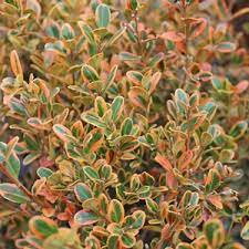 Pp 16,052 among the 70 species of. Golden Dream Boxwood Buy Online Best Prices