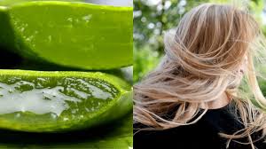 Passa lentamente il tuorlo, più volte, da una metà . Aloe Vera 12 Maschere Fai Da Te Per Capelli In Salute