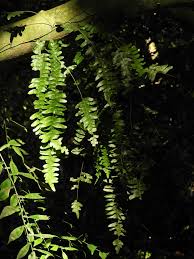 Image result for Arthropteris