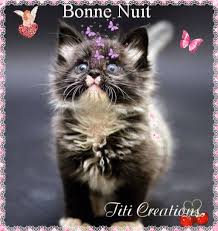 Résultat de recherche d'images pour "gif nuit chaton"