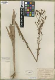 Image result for Lactuca imbricata