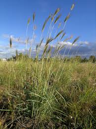 Image result for Dichanthium