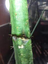 Once you get 80 farming, you can put a spirit tree in etceteria for four patches. San Pedro Tipped Over And Broke Gardening Landscaping Stack Exchange