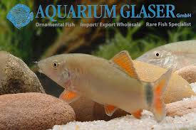 Image result for Kotschya