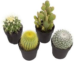 Just wondering if anyone h. Amazon Com Echinocactus Grusonii Golden Barrel Cactus 3 5 Toys Games